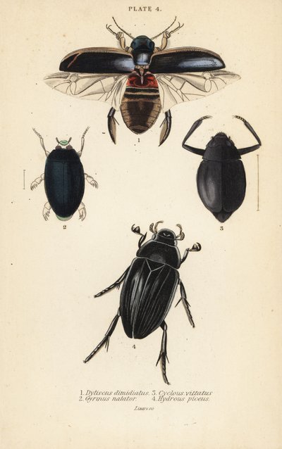 Dykbagge, Dytiscus dimidiatus 1, vanlig virvelbagge, Gyrinus natator 2, Cyclous vittatus 3 och stor silvervattenbagge, Hydrophilus piceus 4 av English School