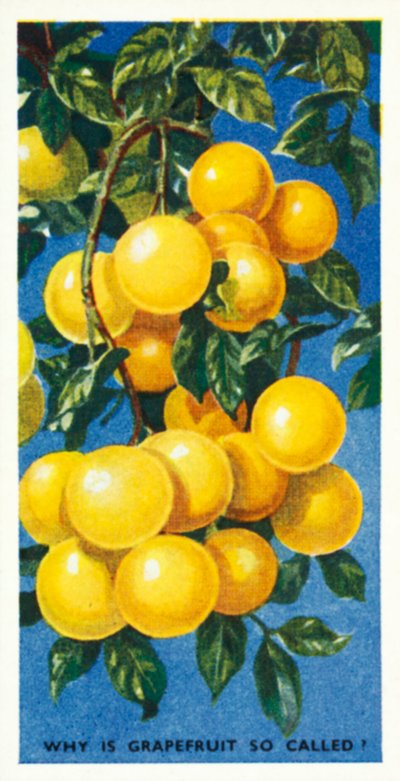 Vet du vad det är Varför heter grapefrukt så (färglitografi) av English School