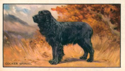 Hundar: Cocker Spaniel (färglitografi) av English School