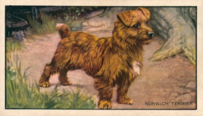 Hundar: Norwich Terrier (färglitografi) av English School