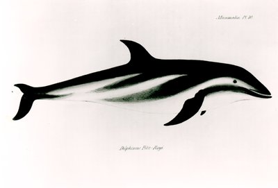 Delfin, illustration från "Zoologin om H.M.S Beagles resa, 1832-36", av Charles Darwin (1809-92) av English School
