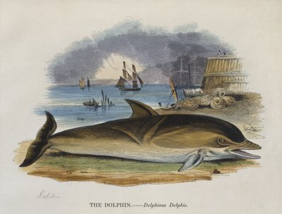 Delfin på stranden, 1823 (färggravyr) av English School