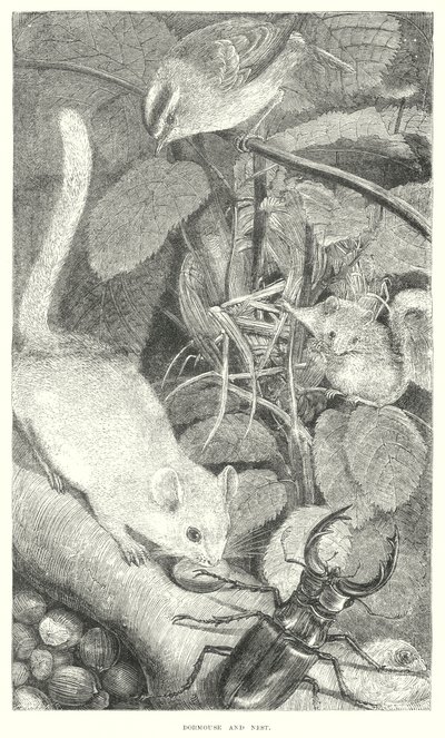 Dormouse (gravyr) av English School