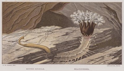 Prickig siponkel, sjögurka (färg litho) av English School