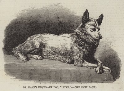 Dr. Kanes eskimåhund, "Etah" (gravyr) av English School