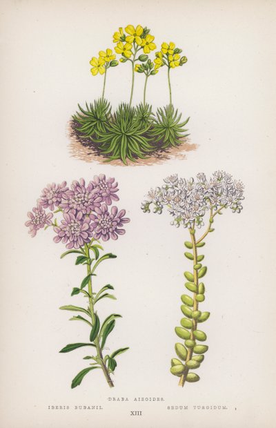 Draba aizoides; Iberis bubanii; Sedum turgidum (färglitografi) av English School