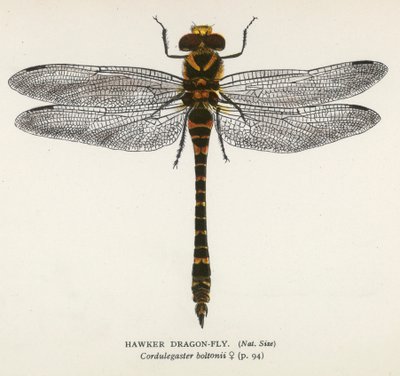 Libellen: Großlibelle von English School