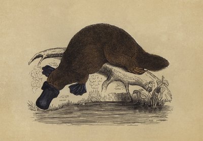 Anknäbbsdjuret Platypus (färglitografi) av English School