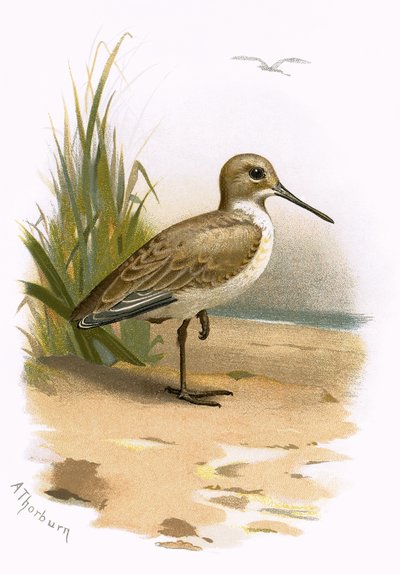 Dunlin av English School