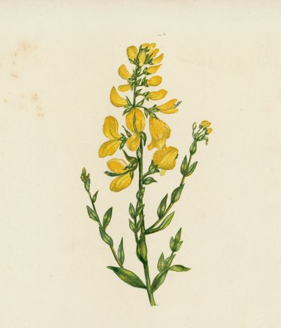 Färgarens gröngöling, Genista Tinctoria (färglitografi) av English School