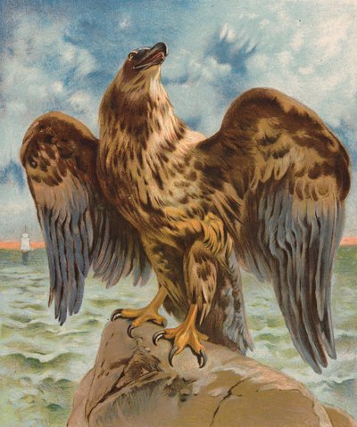 Eagle (färglitografi) av English School