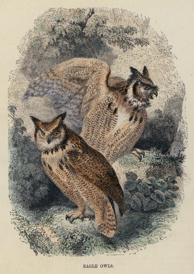 Örnugglor (färgad gravyr) av English School