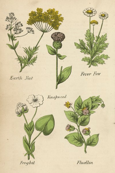 Jordnöt, feberfrossa, knölsmörblomma, grodyngel, fluellin (färglitografi) av English School