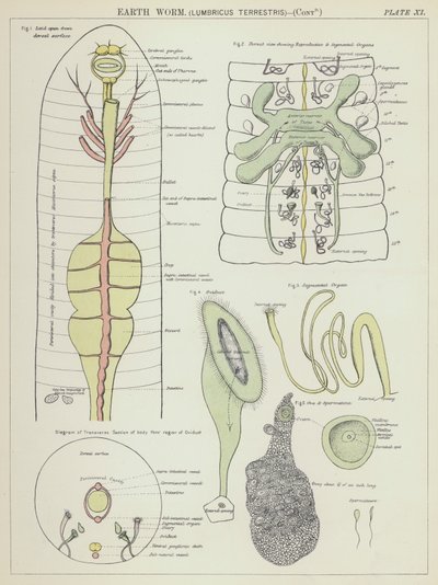Daggmask, Lumbricus Terrestris (färglitografi) av English School