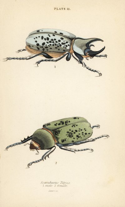 Östra Hercules skalbagge, Dynastes tityus, hane 1, hona 2 av English School