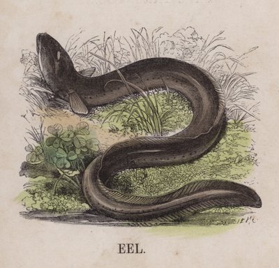 Ål (färgad gravyr) av English School