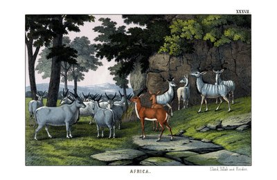Älg av English School
