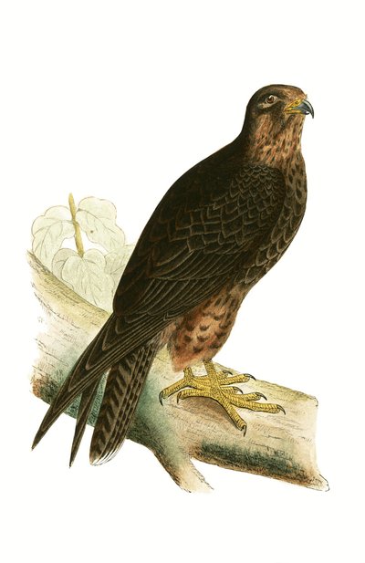 Eleonora Falcon, illustration från "A History of the Birds of Europe Not Observed in the British Isles" av Charles Robert Bree (1811-86), publicerad 1867 av English School