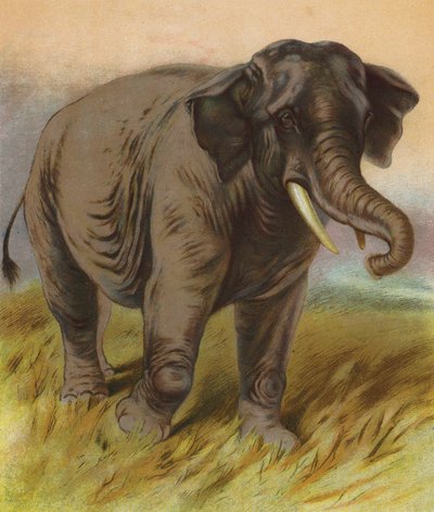 Elefant (färglitografi) av English School