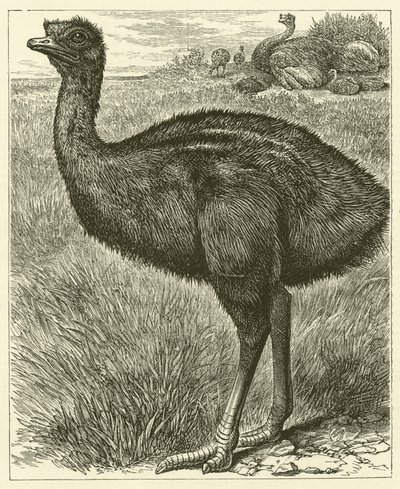 Emeu (gravyr) av English School