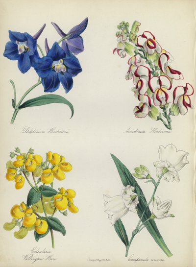 Engelsk blomsterträdgård: Delphinium Hendersonu, Antirrhinum Hendersonu, Calceolaria Wellinton Hoero, Campanula coronata (färglitografi) av English School