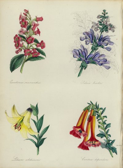 Engelsk blomsterträdgård: Escallonia macrantha, Salvia bicolar, Lilium colchicum, Cantua dependens (färglitografi) av English School