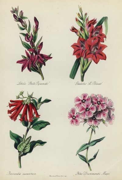 Engelsk blomsterträdgård: Lobelia "Belle Pyramide", Gladiolus "M Blouet", Bouvardia aurantiaca, Phlox Drummondii Mayii av English School