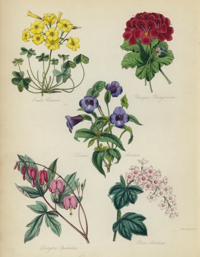 Engelsk blomsterträdgård: Oxalis Cernut, Unique Pelargonium, Torenia Asiatica, Dielytra Spectabilis, Ribes Albidum av English School