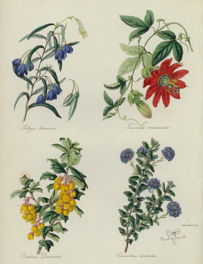Engelsk blomsterträdgård: Sollya linearis, Tacsonia manicata, Berberis Darwinii, Ceanothus dentatus (färglitografi) av English School