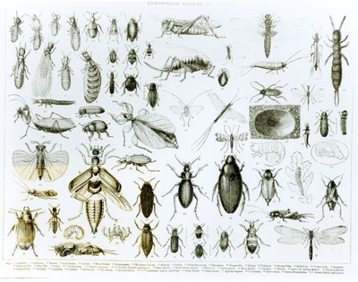 Entomologi Insekter (litho) (bw foto) av English School
