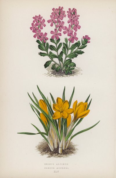 Erinus alpinus; Crocus Aucheri (färglitografi) av English School