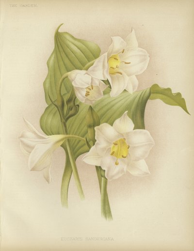 Eucharis sanderiana av English School