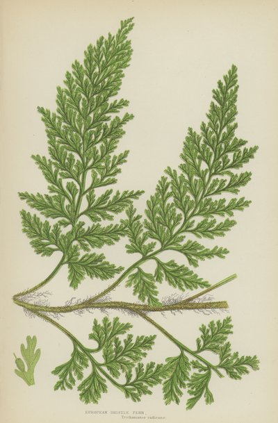 European Bristle Fern (färg litho) av English School