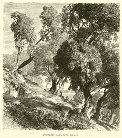 Evergreen Oaks, nära Sciacca av English School