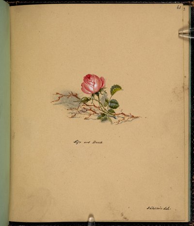 F. 61: En ros, Liv och död, från en 