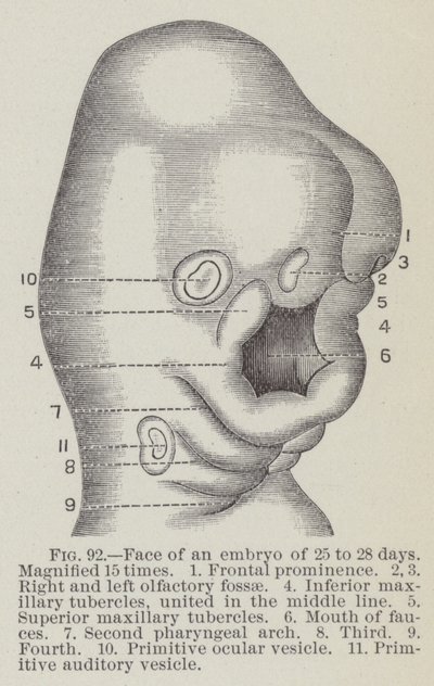 Ansikte av ett embryo på 25 till 28 dagar, förstorat 15 gånger (gravyr) av English School