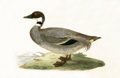 Falkerad kricka, illustration från "A History of the Birds of Europe Not Observed in the British Isles" av Charles Robert Bree (1811-86), publicerad 1867 av English School