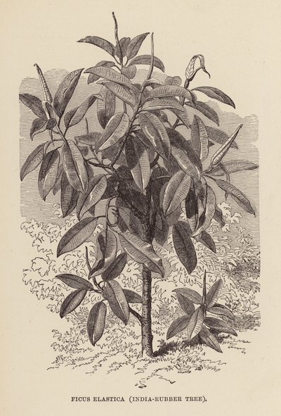 Ficus Elastica, Indien-Gummiträd (gravyr) av English School