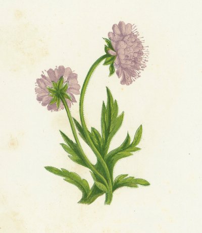 Fält Knautia, Knautia Arvensis av English School