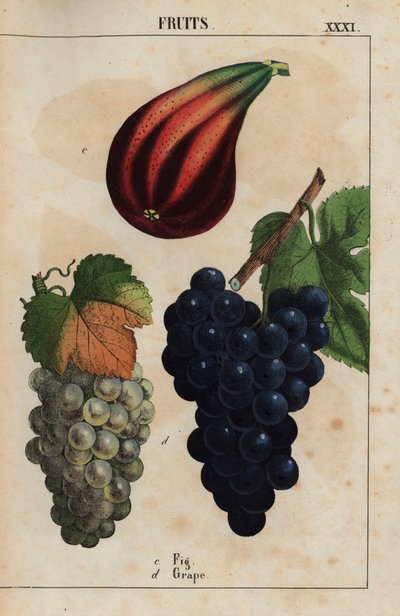 Fikon och druvor  , från "The Instructive Picturebook, or Lessons from the Vegetable World," [Charlotte Mary Yonge], Edinburgh av English School