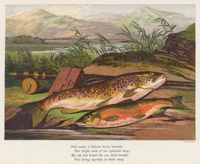 Fisk (färglitografi) av English School