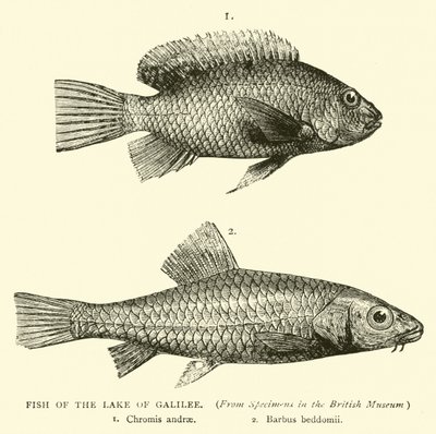 Fisk från Galileiska sjön av English School
