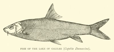 Fisk från Galileiska sjön, Capoeta Damascina av English School
