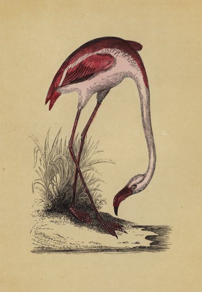 Flamingo (färg litho) av English School