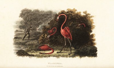 Flamingoer tittar förvånat på när deras följeslagare slaktas av en jägare av English School