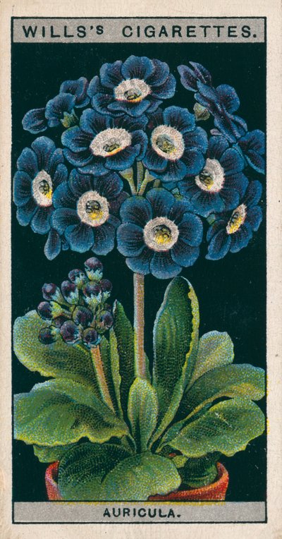 Blomsterodling i krukor: Alpina Auricula (chromolitho) av English School