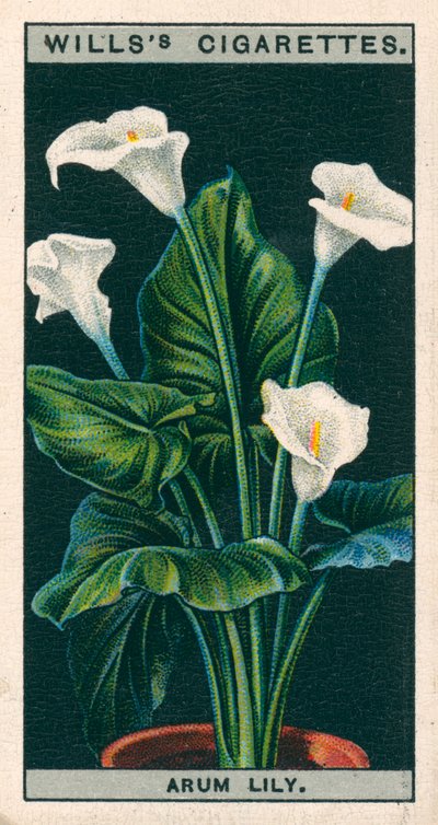 Blomkultur i krukor: Arumlilja eller Richardia (chromolitho) av English School