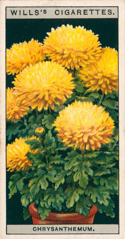 Blomsterodling i krukor: Dvärgchrysanthemum (chromolitho) av English School