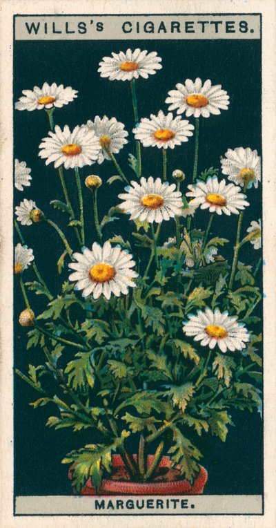 Blomsterodling i kruka: Marguerite (kromolitho) av English School