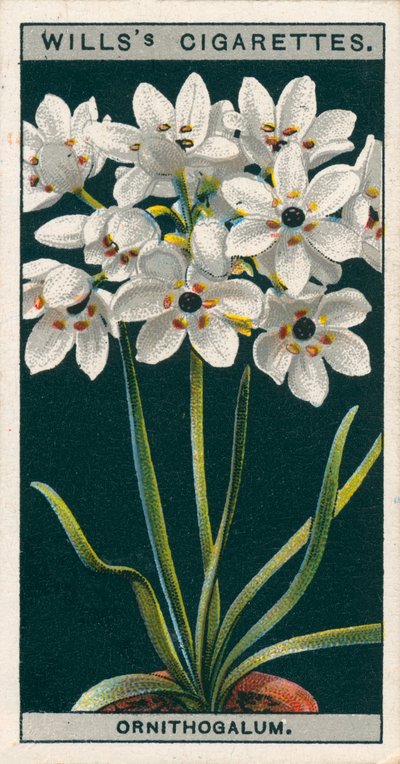 Blomsterodling i krukor: Ornithogalum (kromolitho) av English School